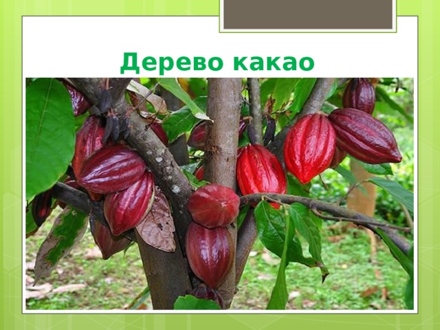  Дерево какао 
