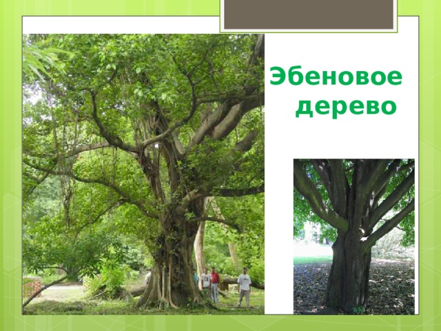 Эбеновое  дерево 