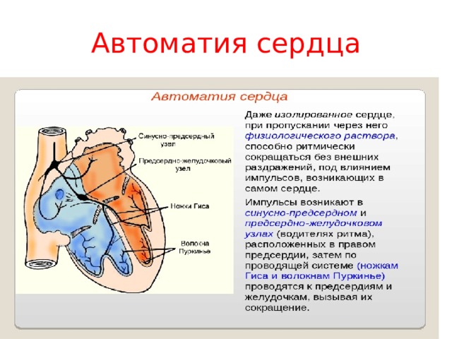 Автоматия сердца презентация