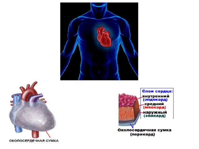 Клапаны сердца биология 8 класс. Внешняя работа сердца. Слои сердца воспаление. Сколько слоев в сердце.