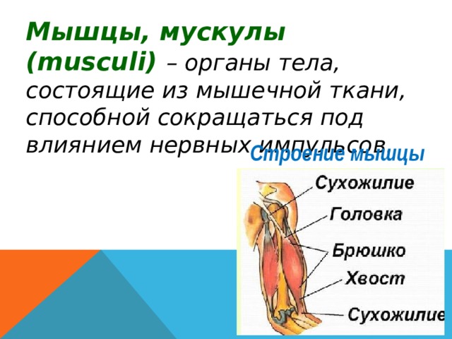 Мышцы, мускулы ( musculi ) – органы тела, состоящие из мышечной ткани, способной сокращаться под влиянием нервных импульсов. Строение мышцы 