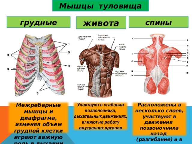 Мышцы туловища грудные живота спины Межреберные мышцы и диафрагма, изменяя объем грудной клетки играют важную роль в дыхании Расположены в несколько слоев, участвуют в движении позвоночника назад (разгибание) и в стороны 