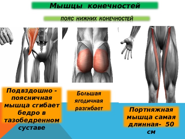 Мышцы конечностей Подвздошно - поясничная мышца сгибает бедро в тазобедренном суставе Портняжная мышца самая длинная- 50 см 