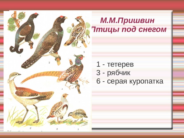 Пришвин снег читать. Пришвин птицы под снегом иллюстрации. Птицы под снегом — пришвин м.м.. Птицы под снегом книга.