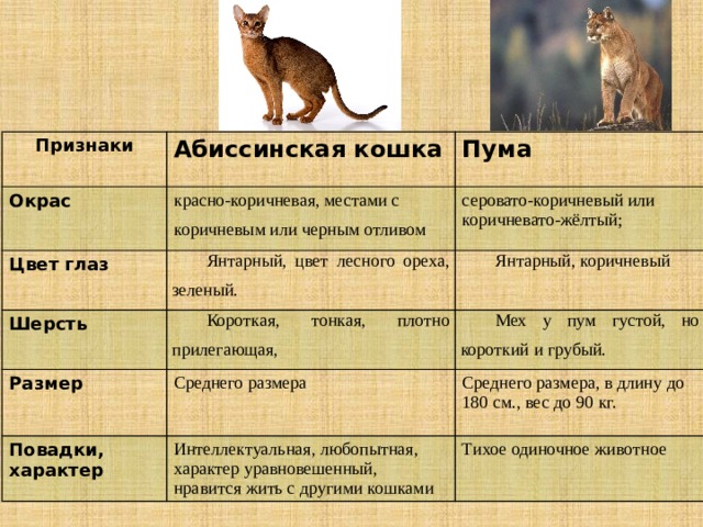 Рассмотрите фотографию кошки породы абиссинская и выполните. Вес абиссинского кота. Абиссинский кот Размеры взрослого. Вес взрослого абиссинского кота. Таблица абиссинец вес.