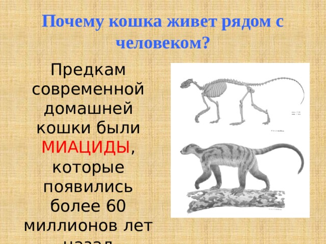 От кого произошли кошки
