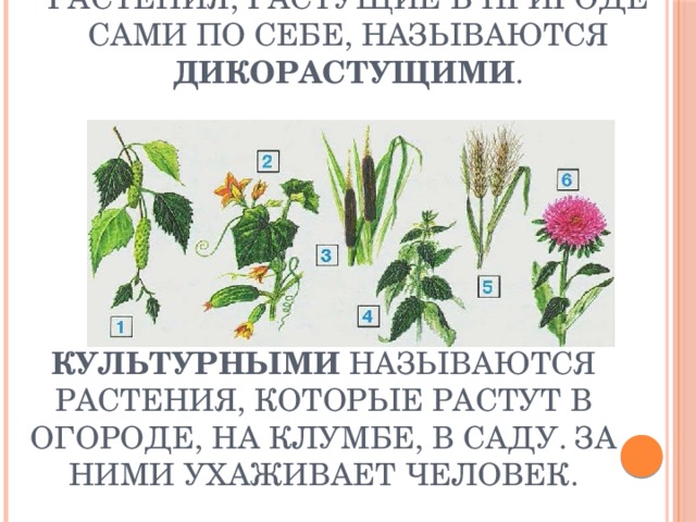 Дикорастущие и культурные растения 2 класс презентация