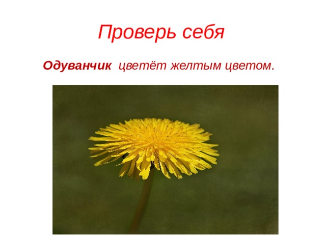 Проверь себя Одуванчик   цветёт желтым цветом. 