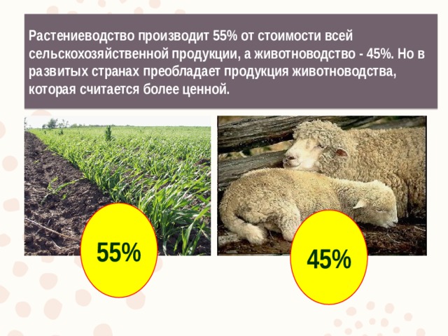 Растениеводство производит 55% от стоимости всей сельскохозяйственной продукции, а животноводство - 45%. Но в развитых странах преобладает продукция животноводства, которая считается более ценной. 55% 45% 