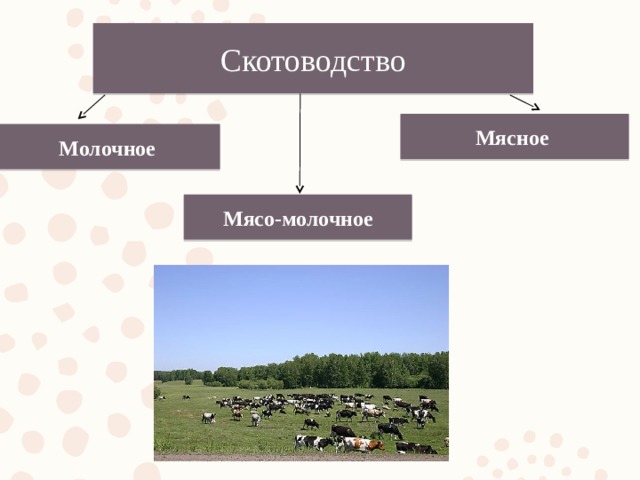 Скотоводство Мясное Молочное Мясо-молочное 