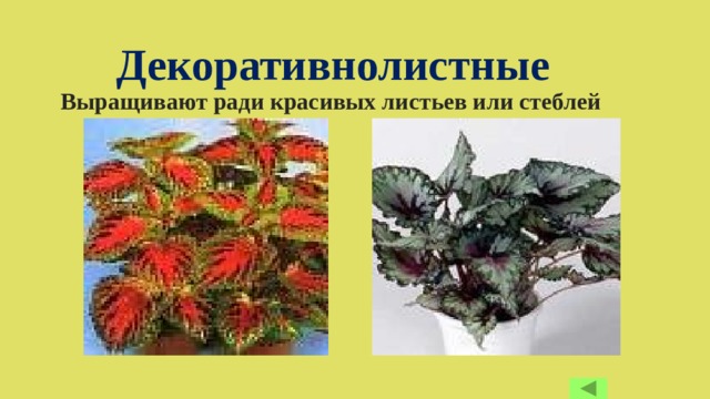  Декоративнолистные  Выращивают ради красивых листьев или стеблей 