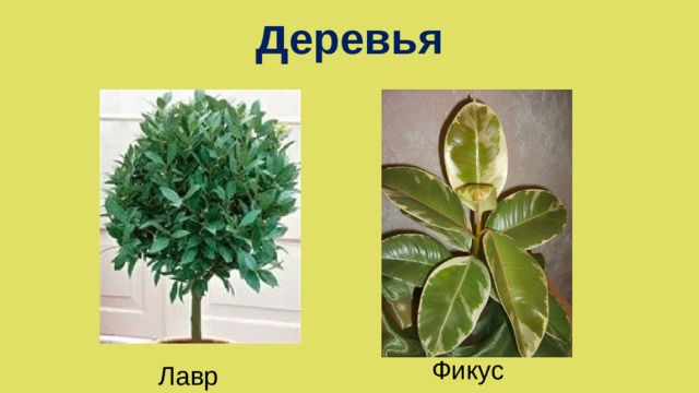 д еревья  Фикус Лавр 