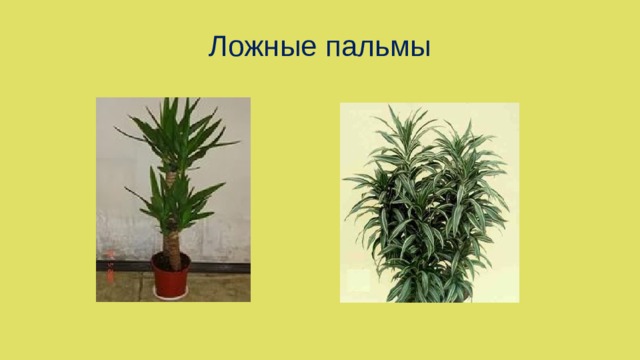 Ложные пальмы 