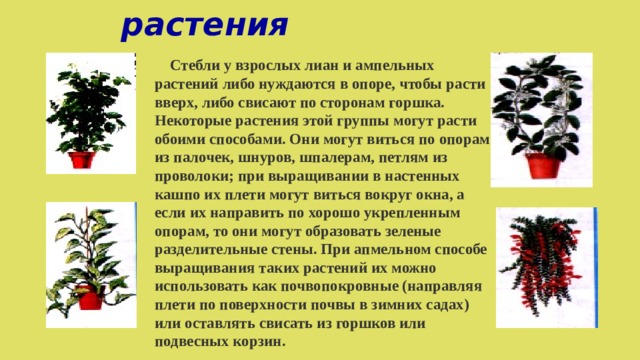 Лианы и ампельные растения  Стебли у взрослых лиан и ампельных растений либо нуждаются в опоре, чтобы расти вверх, либо свисают по сторонам горшка. Некоторые растения этой группы могут расти обоими способами. Они могут виться по опорам из палочек, шнуров, шпалерам, петлям из проволоки; при выращивании в настенных кашпо их плети могут виться вокруг окна, а если их направить по хорошо укрепленным опорам, то они могут образовать зеленые разделительные стены. При апмельном способе выращивания таких растений их можно использовать как почвопокровные (направляя плети по поверхности почвы в зимних садах) или оставлять свисать из горшков или подвесных корзин. 