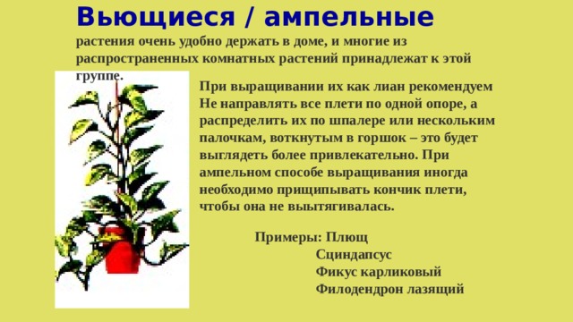 Вьющиеся / ампельные  растения очень удобно держать в доме, и многие из распространенных комнатных растений принадлежат к этой группе. При выращивании их как лиан рекомендуем Не направлять все плети по одной опоре, а распределить их по шпалере или нескольким палочкам, воткнутым в горшок – это будет выглядеть более привлекательно. При ампельном способе выращивания иногда необходимо прищипывать кончик плети, чтобы она не выытягивалась. Примеры: Плющ  Сциндапсус  Фикус карликовый  Филодендрон лазящий 