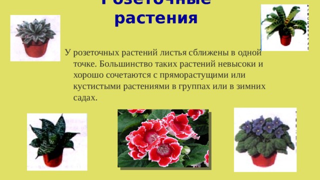 Розеточные растения У розеточных растений листья сближены в одной точке. Большинство таких растений невысоки и хорошо сочетаются с пряморастущими или кустистыми растениями в группах или в зимних садах. 