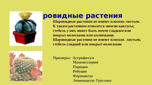 Шаровидные растения Шаровидные растения не имеют плоских листьев. К таким растениям относятся многие кактусы; стебель у них может быть почти гладким или покрыт волосками или колючками. Шаровидные растения не имеют плоских листьев, стебель гладкий или покрыт волосками   Примеры: Астрофитум  Маммиллярия  Пародия  Ребуция  Ферокактус  Эхинокактус Груссона 