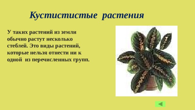 Кустистистые растения У таких растений из земли обычно растут несколько стеблей. Это виды растений, которые нельзя отнести ни к одной из перечисленных групп.  