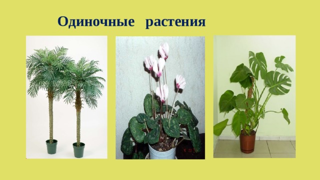 Одиночные растения 