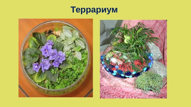 Террариум  