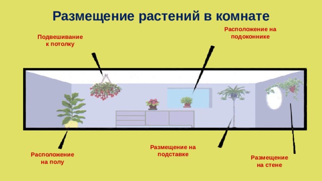 Размещение растений в комнате Расположение на подоконнике Подвешивание к потолку Размещение на подставке Расположение на полу Размещение на стене 