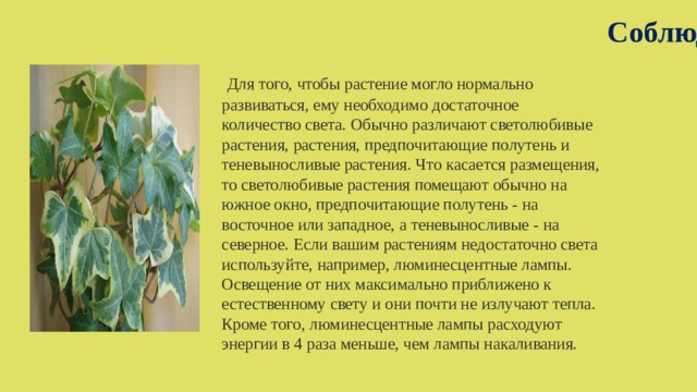 Соблюдение светового режима  Для того, чтобы растение могло нормально развиваться, ему необходимо достаточное количество света. Обычно различают светолюбивые растения, растения, предпочитающие полутень и теневыносливые растения. Что касается размещения, то светолюбивые растения помещают обычно на южное окно, предпочитающие полутень - на восточное или западное, а теневыносливые - на северное. Если вашим растениям недостаточно света используйте, например, люминесцентные лампы. Освещение от них максимально приближено к естественному свету и они почти не излучают тепла. Кроме того, люминесцентные лампы расходуют энергии в 4 раза меньше, чем лампы накаливания. 