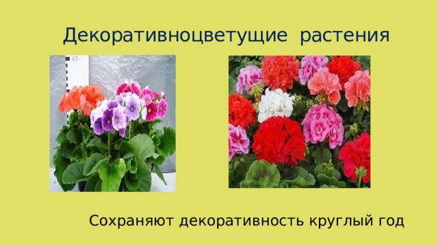 Декоративноцветущие растения Сохраняют декоративность круглый год . 