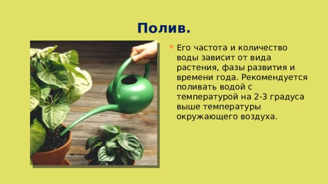 Полив. Его частота и количество воды зависит от вида растения, фазы развития и времени года. Рекомендуется поливать водой с температурой на 2-3 градуса выше температуры окружающего воздуха. 