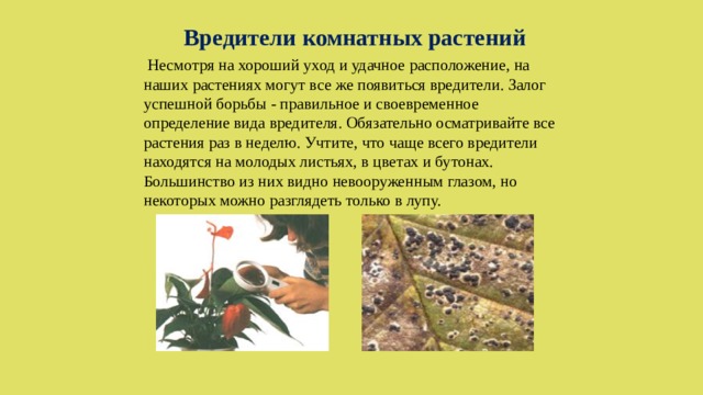 Вредители комнатных растений  Несмотря на хороший уход и удачное расположение, на наших растениях могут все же появиться вредители. Залог успешной борьбы - правильное и своевременное определение вида вредителя. Обязательно осматривайте все растения раз в неделю. Учтите, что чаще всего вредители находятся на молодых листьях, в цветах и бутонах. Большинство из них видно невооруженным глазом, но некоторых можно разглядеть только в лупу. 