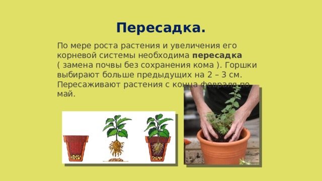 Пересадка. По мере роста растения и увеличения его корневой системы необходима пересадка ( замена почвы без сохранения кома ). Горшки выбирают больше предыдущих на 2 – 3 см. Пересаживают растения с конца февраля по май. 