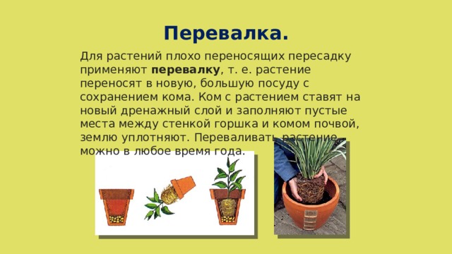 Перевалка. Для растений плохо переносящих пересадку применяют перевалку , т. е. растение переносят в новую, большую посуду с сохранением кома. Ком с растением ставят на новый дренажный слой и заполняют пустые места между стенкой горшка и комом почвой, землю уплотняют. Переваливать растение можно в любое время года. 