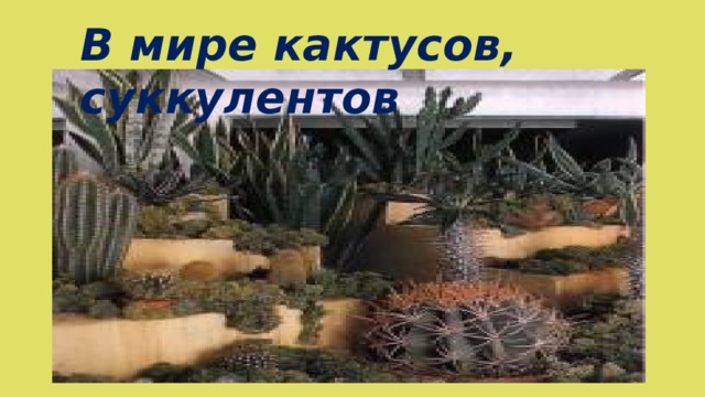 В мире кактусов, суккулентов 