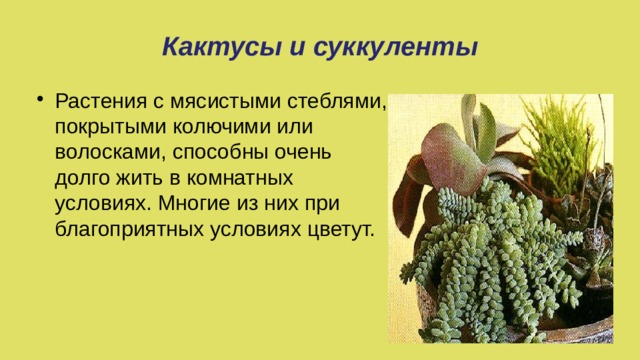 Кактусы и суккуленты Растения с мясистыми стеблями, покрытыми колючими или волосками, способны очень долго жить в комнатных условиях. Многие из них при благоприятных условиях цветут. 