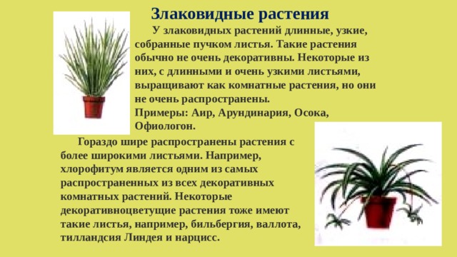 Злаковидные растения  У злаковидных растений длинные, узкие, собранные пучком листья. Такие растения обычно не очень декоративны. Некоторые из них, с длинными и очень узкими листьями, выращивают как комнатные растения, но они не очень распространены. Примеры: Аир, Арундинария, Осока, Офиологон.  Гораздо шире распространены растения с более широкими листьями. Например, хлорофитум является одним из самых распространенных из всех декоративных комнатных растений. Некоторые декоративноцветущие растения тоже имеют такие листья, например, бильбергия, валлота, тилландсия Линдея и нарцисс. 