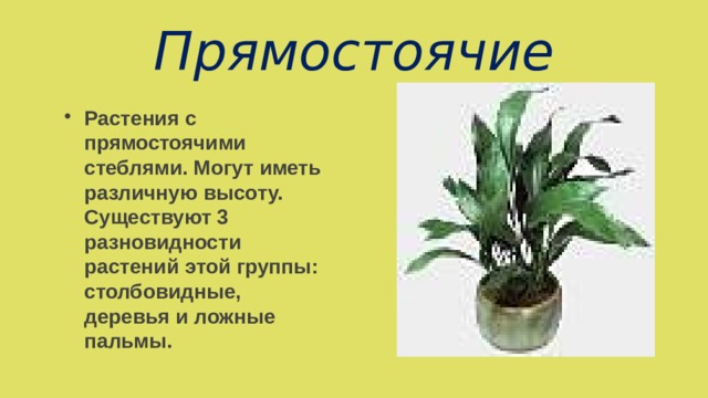 Прямостоячие  Растения с прямостоячими стеблями. Могут иметь различную высоту. Существуют 3 разновидности растений этой группы: столбовидные, деревья и ложные пальмы.  