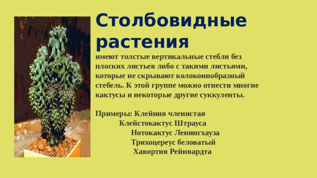 Столбовидные растения имеют толстые вертикальные стебли без плоских листьев либо с такими листьями, которые не скрывают колоконнобразный стебель. К этой группе можно отнести многие кактусы и некоторые другие суккуленты.  Примеры: Клейния членистая   Клейстокактус Штрауса  Нотокактус Ленингхауза  Трихоцереус беловатый  Хавортия Рейнвардта   