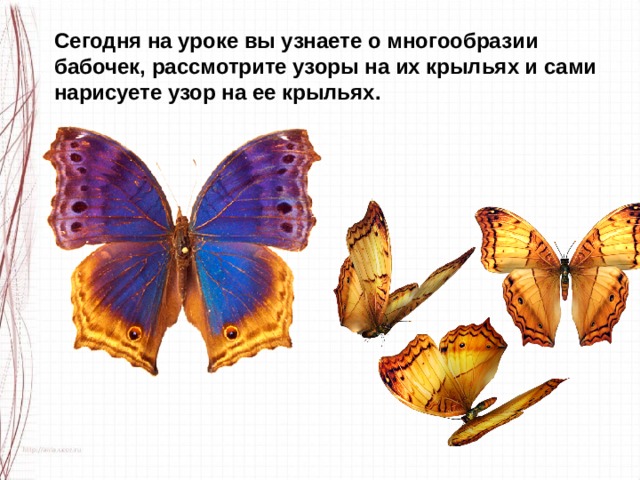 Сегодня на уроке вы узнаете о многообразии бабочек, рассмотрите узоры на их крыльях и сами нарисуете узор на ее крыльях. 