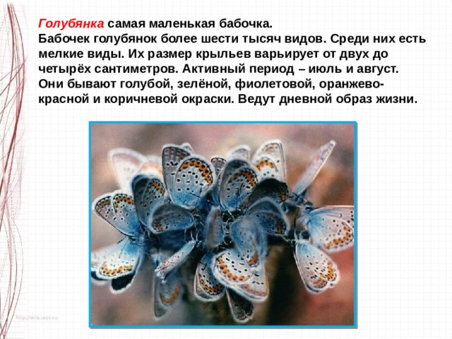 Голубянка самая маленькая бабочка. Бабочек голубянок более шести тысяч видов. Среди них есть мелкие виды. Их размер крыльев варьирует от двух до четырёх сантиметров. Активный период – июль и август. Они бывают голубой, зелёной, фиолетовой, оранжево-красной и коричневой окраски. Ведут дневной образ жизни. 