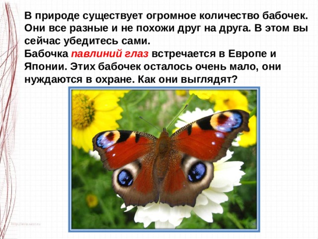 В природе существует огромное количество бабочек. Они все разные и не похожи друг на друга. В этом вы сейчас убедитесь сами. Бабочка  павлиний глаз  встречается в Европе и Японии. Этих бабочек осталось очень мало, они нуждаются в охране. Как они выглядят? 