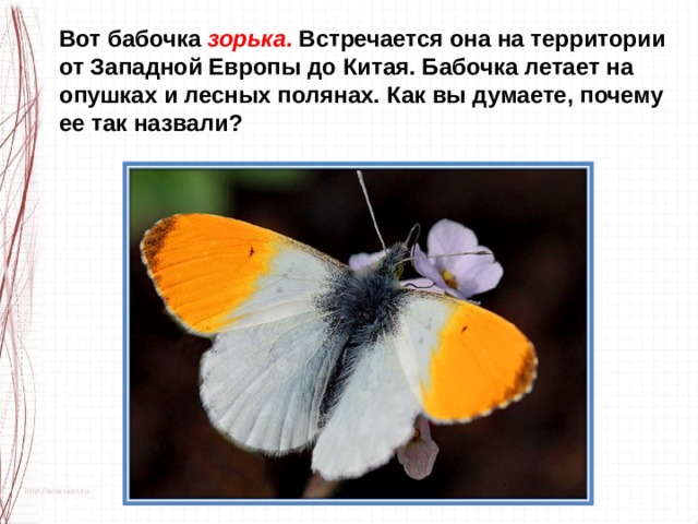 Вот бабочка  зорька . Встречается она на территории от Западной Европы до Китая. Бабочка летает на опушках и лесных полянах. Как вы думаете, почему ее так назвали?   
