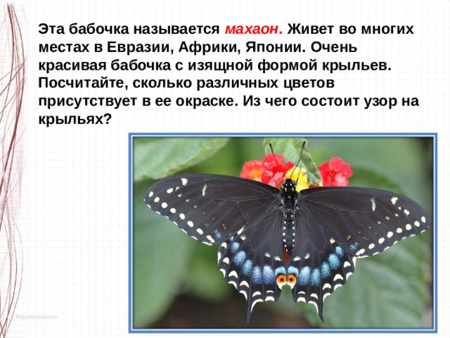 Эта бабочка называется  махаон . Живет во многих местах в Евразии, Африки, Японии. Очень красивая бабочка с изящной формой крыльев. Посчитайте, сколько различных цветов присутствует в ее окраске. Из чего состоит узор на крыльях? 