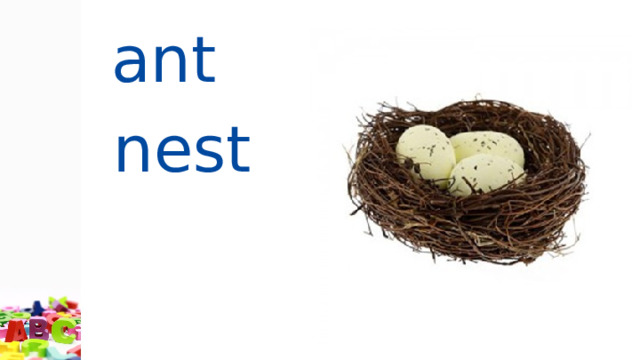 ant  nest  