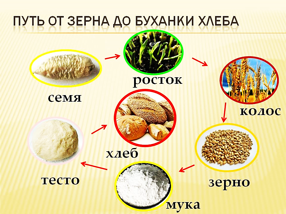 Окружающий мир продукты. От зернышка до хлеба. Путь от зерна до буханки хлеба. Путь от зернышка до хлеба. Хлеб от зернышка до булочки.