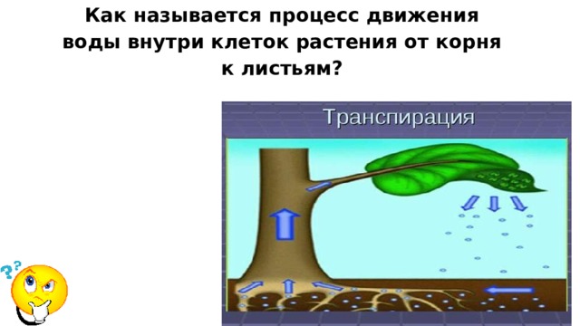 Как называется процесс движения воды внутри клеток растения от корня к листьям? 