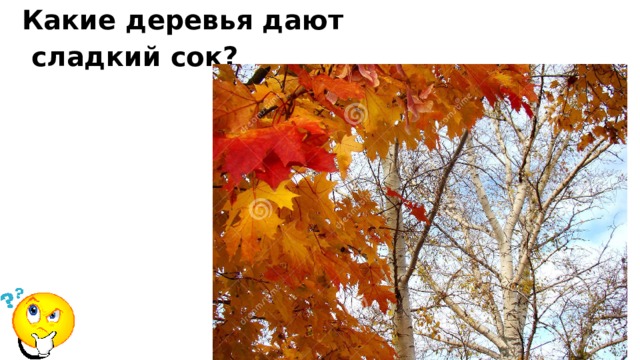 Какие деревья дают  сладкий сок? 
