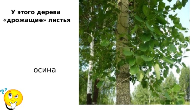 У этого дерева «дрожащие» листья осина 