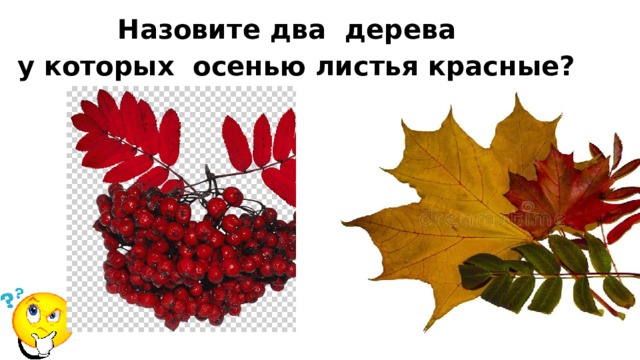 Назовите два дерева у которых осенью листья красные? 