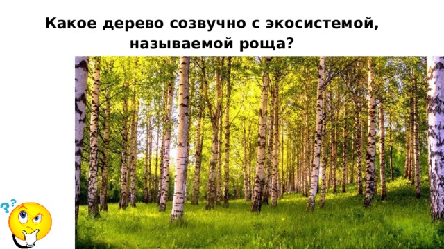 Какое дерево созвучно с экосистемой, называемой роща? 
