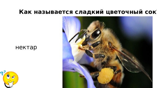 Как называется сладкий цветочный сок? нектар 
