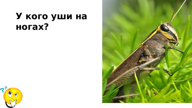У кого уши на ногах? 